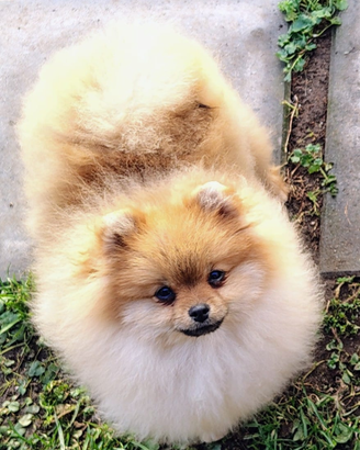 Spitz tedesco nano