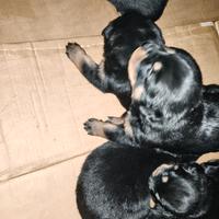 Cuccioli Rottweiler pronti a marzo