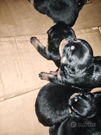 Cuccioli Rottweiler pronti a marzo