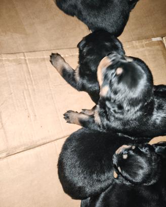 Cuccioli Rottweiler pronti a marzo