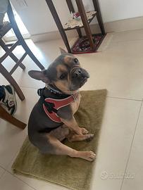 Buldog francese perfetto per monta