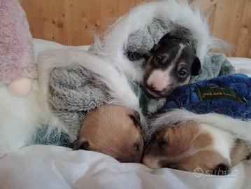 Bull Terrier Miniature