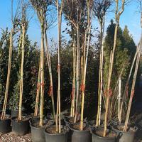 Lagestroemia Gestroemia albero piante