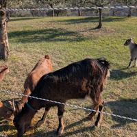 Capre taglia media non aggressive