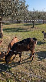 Capre taglia media non aggressive