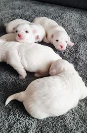 Cuccioli di Maltese