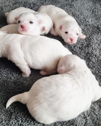 Cuccioli di Maltese