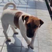 Jack Russel per monta