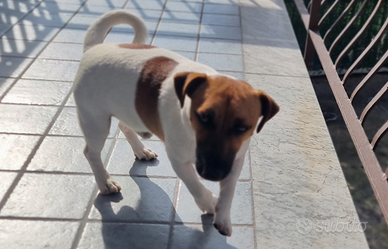 Jack Russel per monta