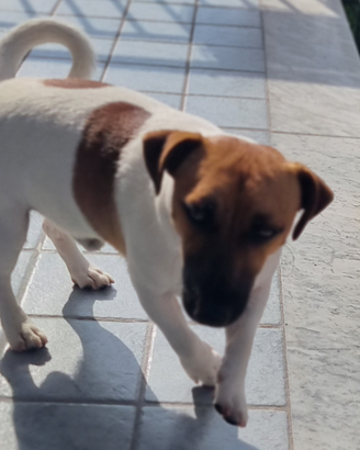 Jack Russel per monta