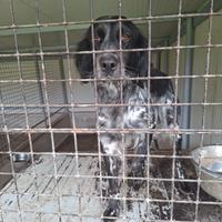 Cane setter inglese con certificato