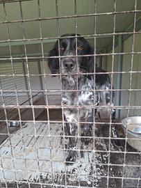 Cane setter inglese con certificato