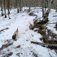 Lagotto romagnolo