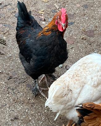 Gallo marans
