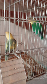 2 coppie pappagalli