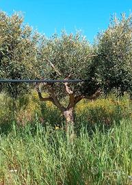 piante di ulivo