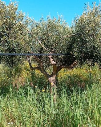 piante di ulivo