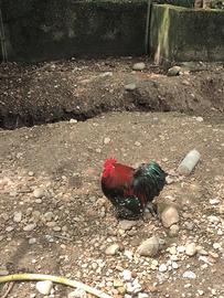 Gallo cocincina nana