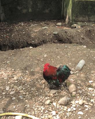 Gallo cocincina nana