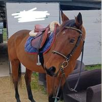 Cavallo