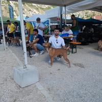 Segugio maremmano maschio da cinghiale