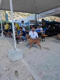 Segugio maremmano maschio da cinghiale