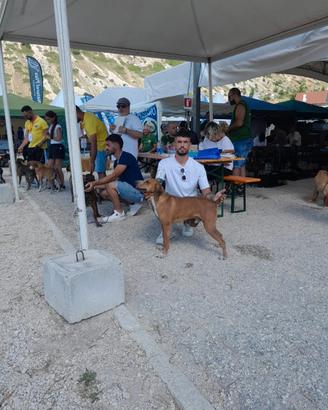 Segugio maremmano maschio da cinghiale