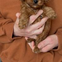 Cuccioli di barboncini toy