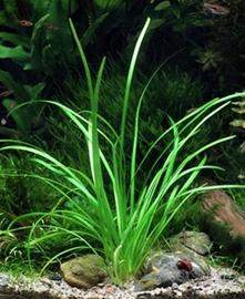 assortimento piante acquario 