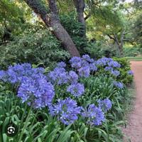 Agapanthus fiore rizoma