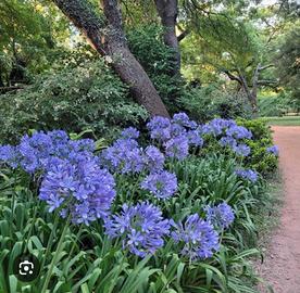 Agapanthus fiore rizoma