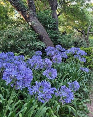 Agapanthus fiore rizoma
