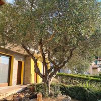 olivo ornamentale secolare