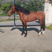 Cavallo andaluso