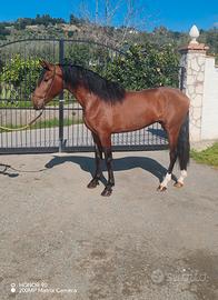 Cavallo andaluso