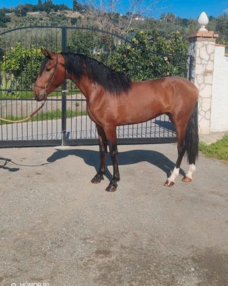 Cavallo andaluso