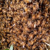 Sciami di Api regina maggio 2025