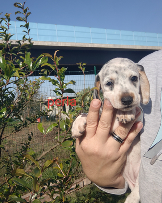 Bassotto piebald