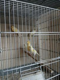 Canarini nati nel 2025