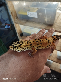 Geco leopardino afghan tangerine