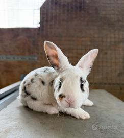 Coniglietti Rex