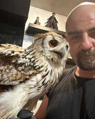 Rapace Gufo del bengala