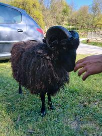 Pecore nane d'Ouessant