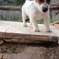 Jack russell terrier