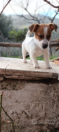 Jack russell terrier