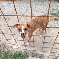 Amstaff di 1anno e tre mesi - Fem. di nome Kira