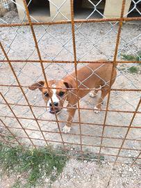 Amstaff di 1anno e tre mesi - Fem. di nome Kira