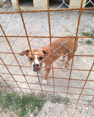 Amstaff di 1anno e tre mesi - Fem. di nome Kira
