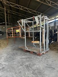 Travaglio Spaer per bovini