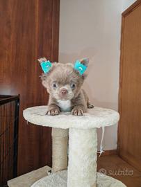 Chihuahua pelo lungo lilac